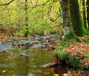 Drzewa, Kamienie, Las, Rzeczka