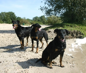 czarne, Owczarki francuskie Beaucerony, Trzy