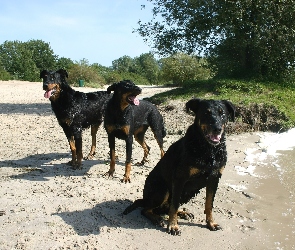 Trzy, Owczarki francuskie Beaucerony, czarne