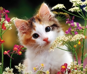Kwiaty, Polne, Kot
