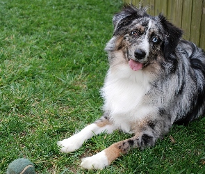 Australian shepherd, Owczarek australijski