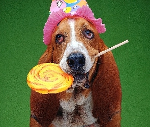 Basset, Czapeczka, Lizak