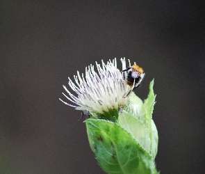 Kwiat, Pszczoła
