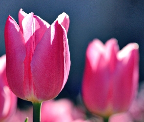 Różowe, Tulipany