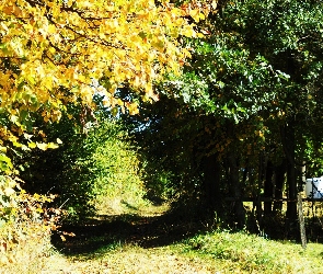 Leśna, Jesień, Drzewa, Droga