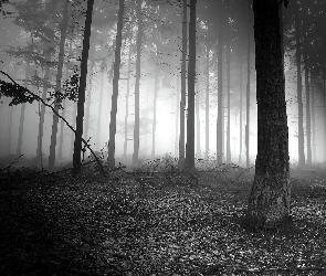 Czarno-Białe, Gałęzie, Las, Połamane