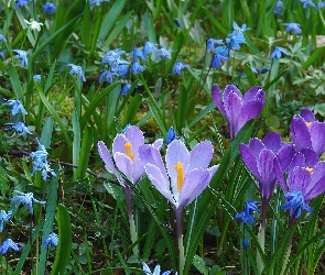 Inne, Kwiatki, Krokusy