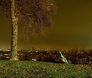 Zdjęcie, Drzewo, Nocą, Miasta