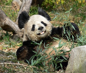 Panda, Bambus, Miś