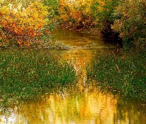 Woda, Jesień, Drzewa