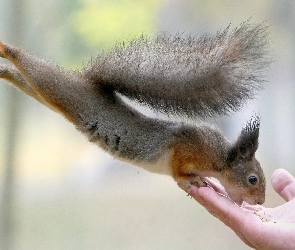 Naciągnięta, Ręka, Pokarm, Wiewiórka