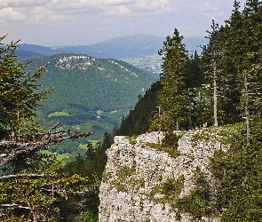 Góry, Drzewa, Lasy