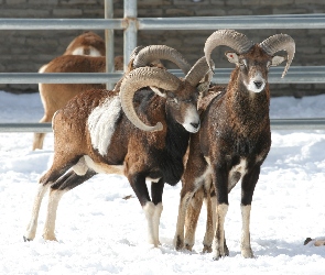 Śnieg, Płotek, Muflony