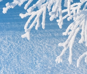Oszronione, Zima, Śnieg, Drzewo