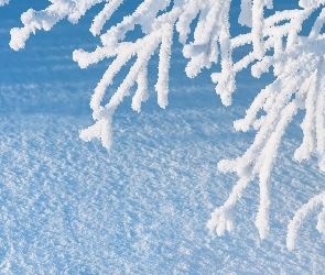 Zima, Śnieg, Oszronione, Drzewo