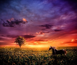 Koń, Pola, Zachód Słońca