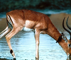 Impala, Wodopój