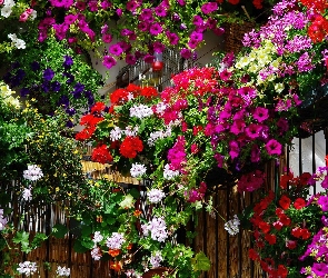 Wiszące, Balkon, Kwiaty, Kolorowe