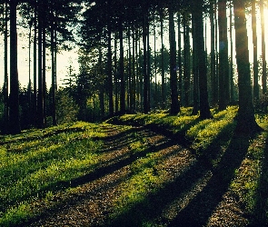 Drzew, Cienie, Przebijające, Światło