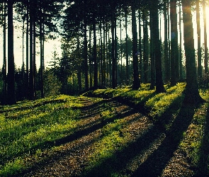 Przebijające, Drzew, Cienie, Światło