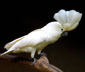 Konar, Kakadu, Papuga, Biała