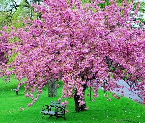 Kwitnące, Ławka, Drzewo