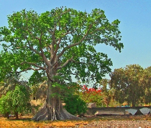 Baobab