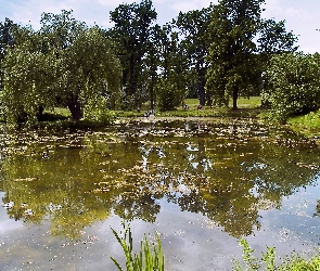 Park, Płacząca, Wierzba, Staw