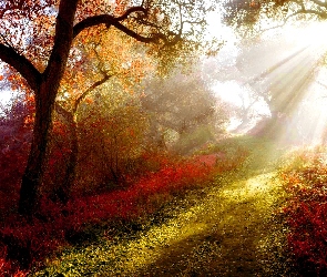 Ścieżka, Drzewa, Promienie Słońca, Kolorowe