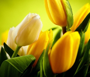 Białe, Tulipany, Żółte