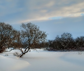 Zima, Niebo, Drzewa, Śnieg