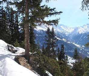 Ławka, Las, Zima, Góry