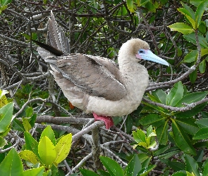 Liście, Gałązki, Ptak, Red Stąpający Booby