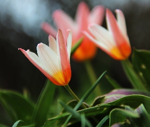 Kwiaty, Tulipany