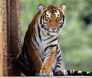 Tygrys, Siedzący