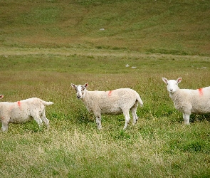 Szkocja, Owce, Wypas, Łąka