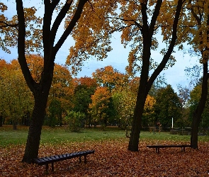 Liście, Ławeczki, Jesień, Drzewa