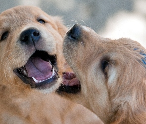 Szczeniaki, Golden Retriever, Dwa