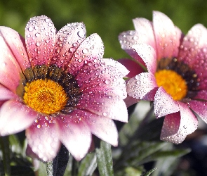 Krople, Rosy, Kwiaty