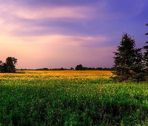 Łąka, Niebo, Las