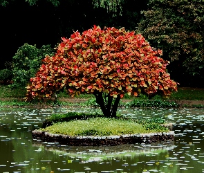 Wysepka, Drzewko Bonsai, Park