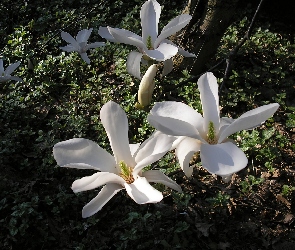 Magnolia