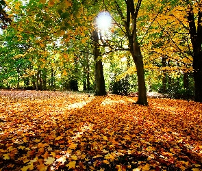 Słońce, Liście, Drzewa, Jesień