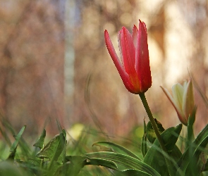 Czerwony, Tulipan
