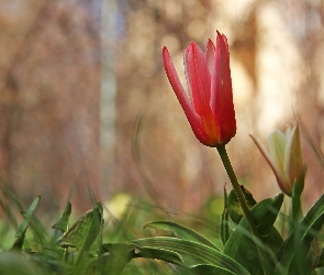 Tulipan, Czerwony