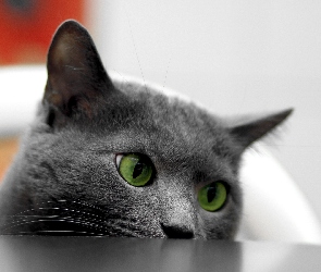 Kot, Oczy, Zielone, Głowa