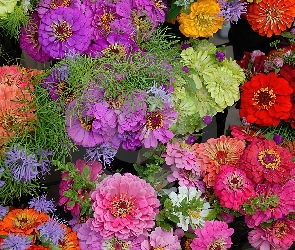 Kwiaty, Cynie, Kolorowe