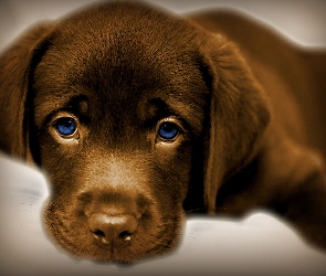 Nibieskie, Oczy, Pies