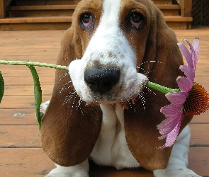 Basset Hound, Kwiatek