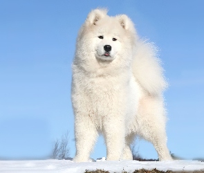 Biały, Akita, Pies